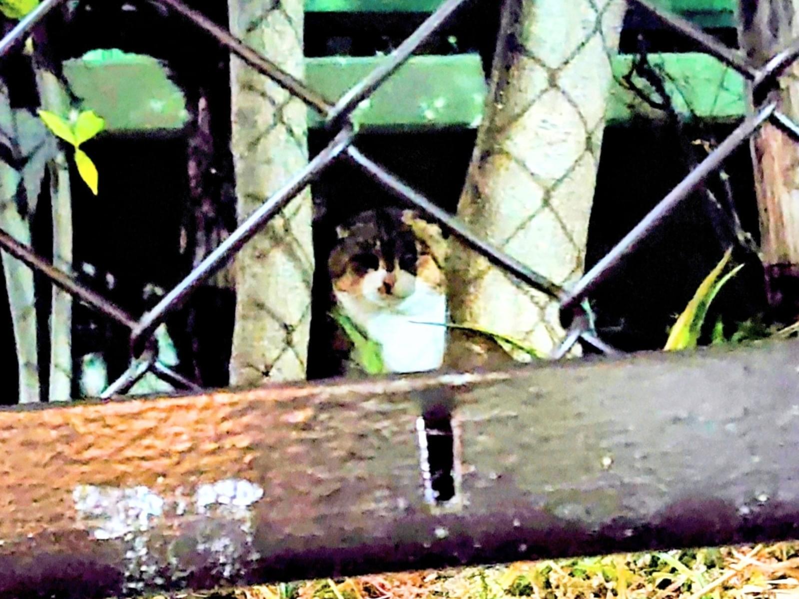 目撃された猫 目撃された猫