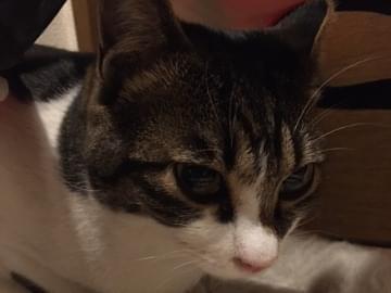 保護された猫 保護された猫
