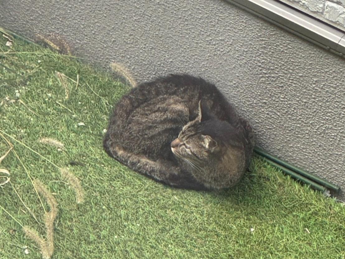 目撃された猫 目撃された猫