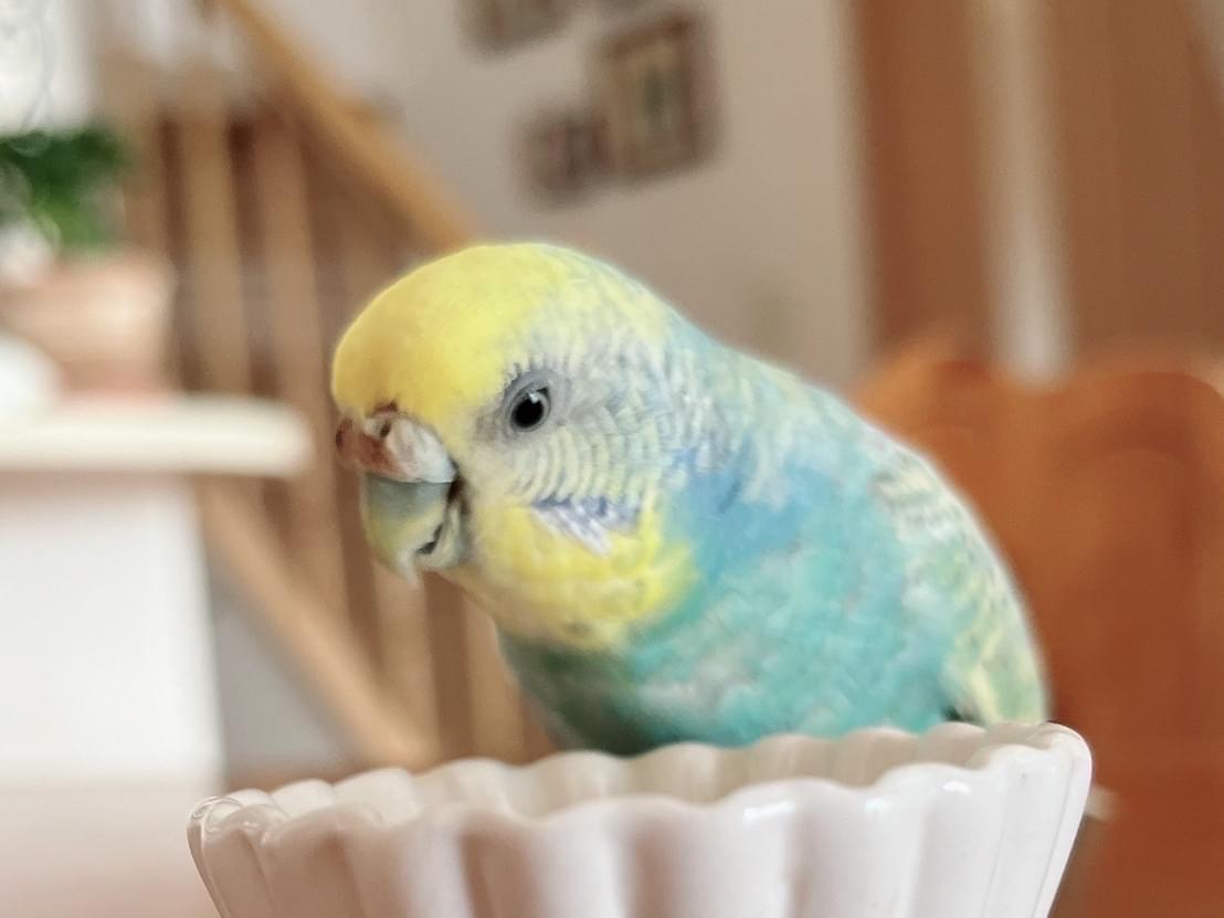 ぴーちゃん ぴーちゃん