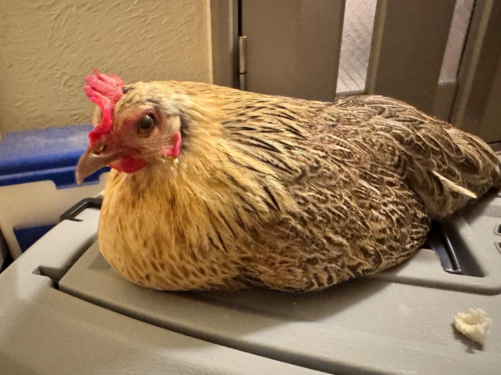 保護された鳥 保護された鳥