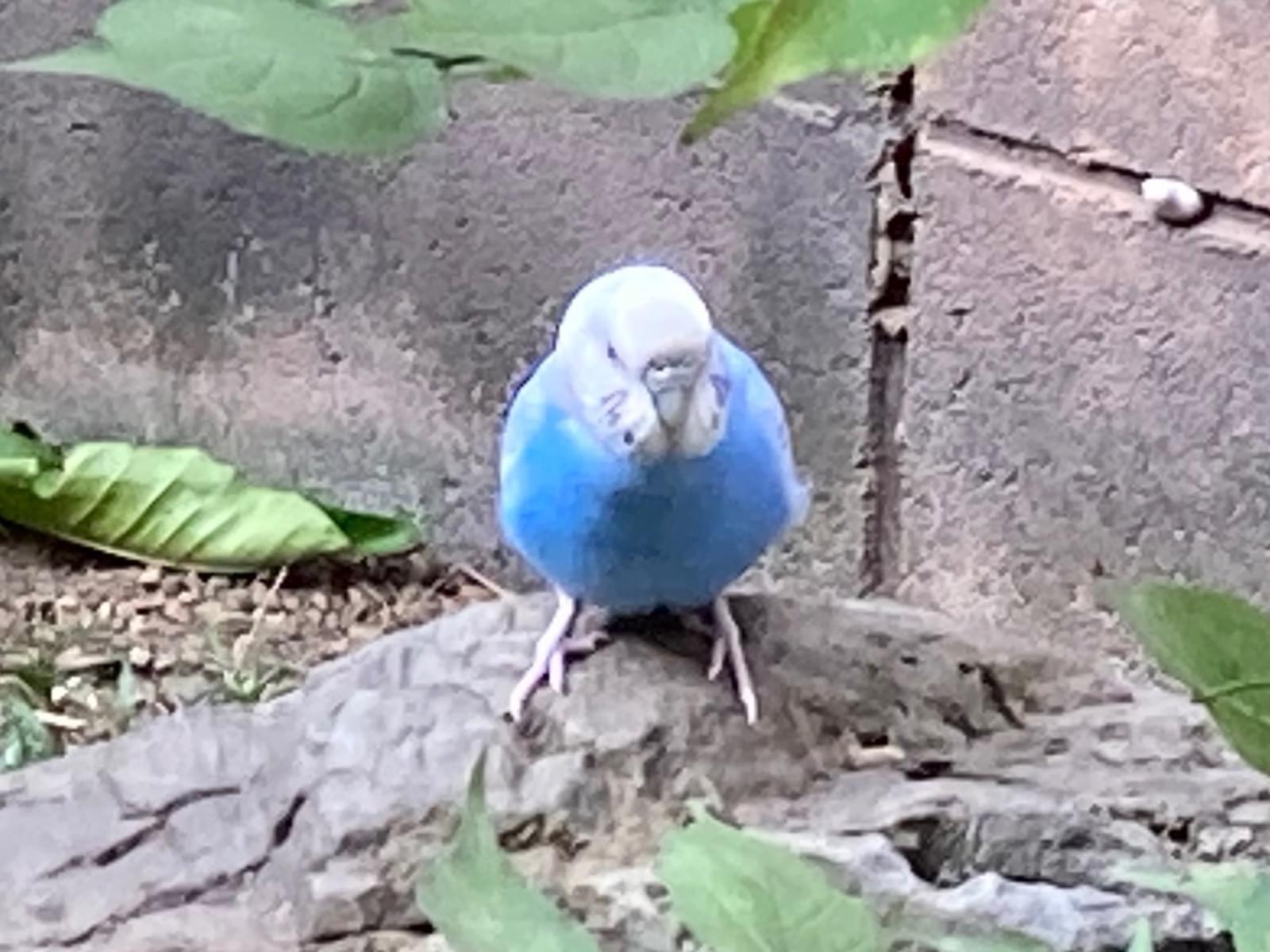 保護された鳥 保護された鳥