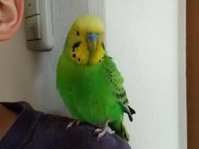 保護された鳥 保護された鳥