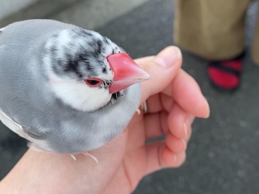 保護された鳥 保護された鳥