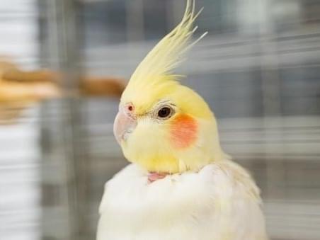 ほーちゃん ほーちゃん