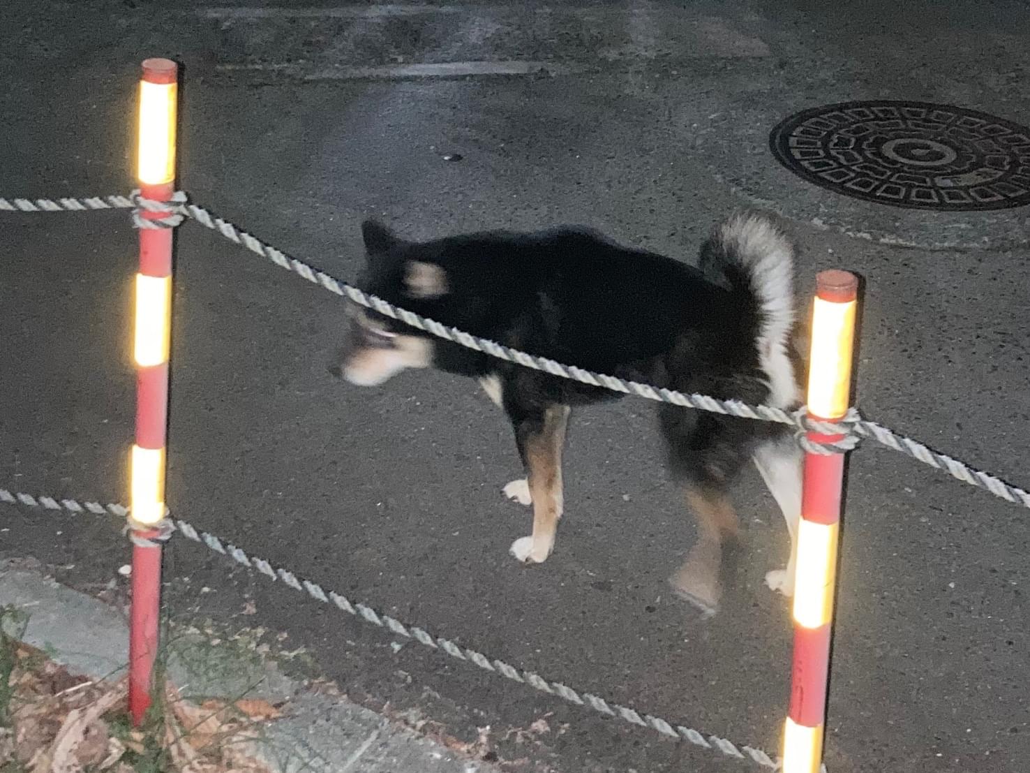 目撃された犬 目撃された犬