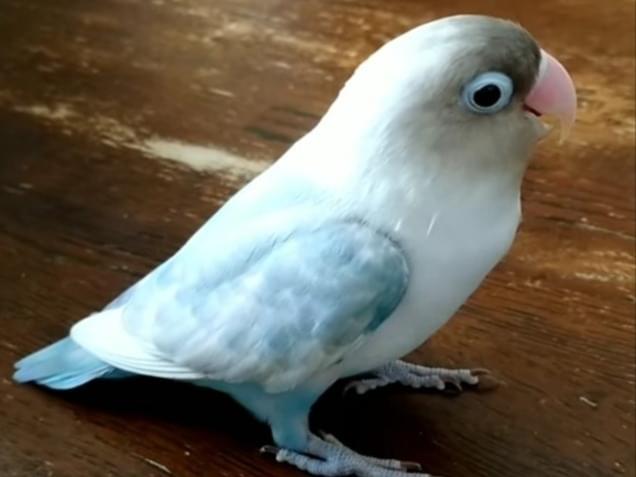 コハルちゃん コハルちゃん