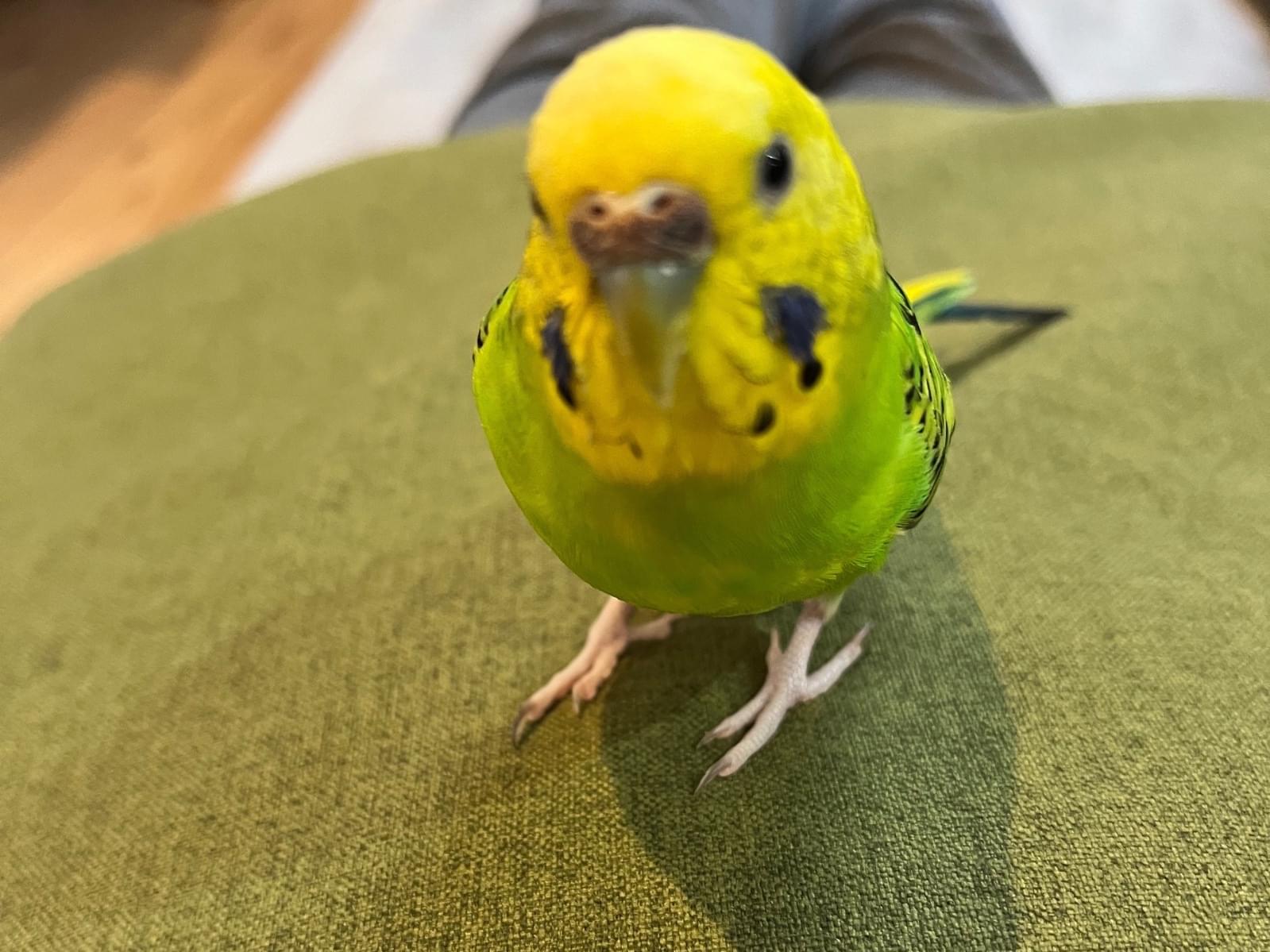まるちゃん まるちゃん