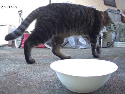 目撃された猫 目撃された猫