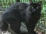 目撃された猫 目撃された猫