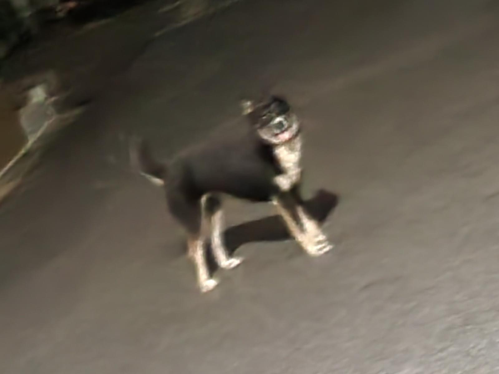 目撃された犬 目撃された犬
