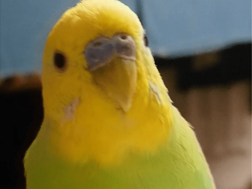 サニーちゃん サニーちゃん