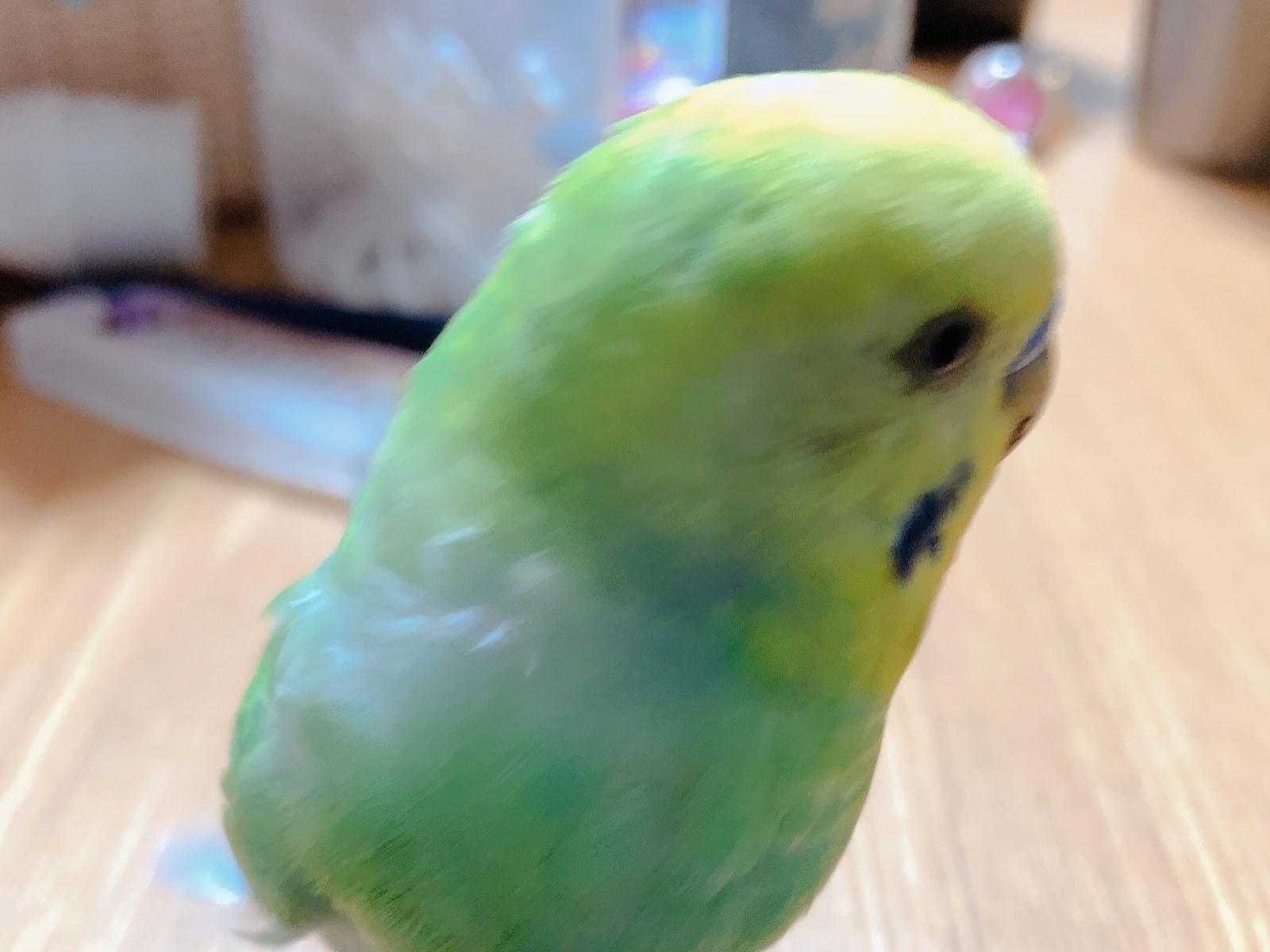 ミントちゃん ミントちゃん