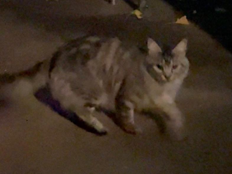 目撃された猫 目撃された猫