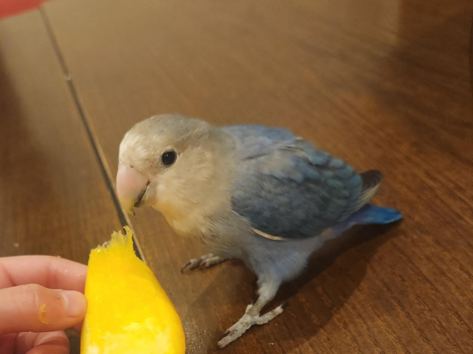 ぴーすけちゃん ぴーすけちゃん