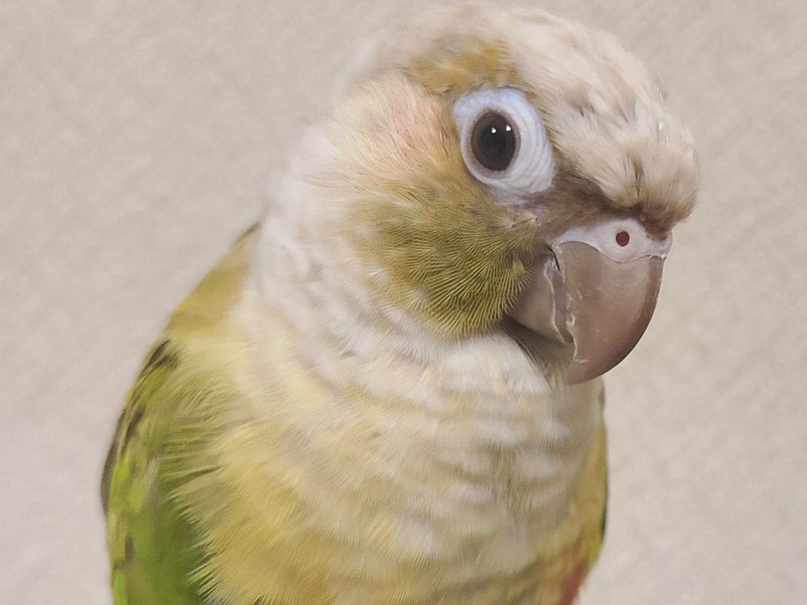こっこちゃん こっこちゃん