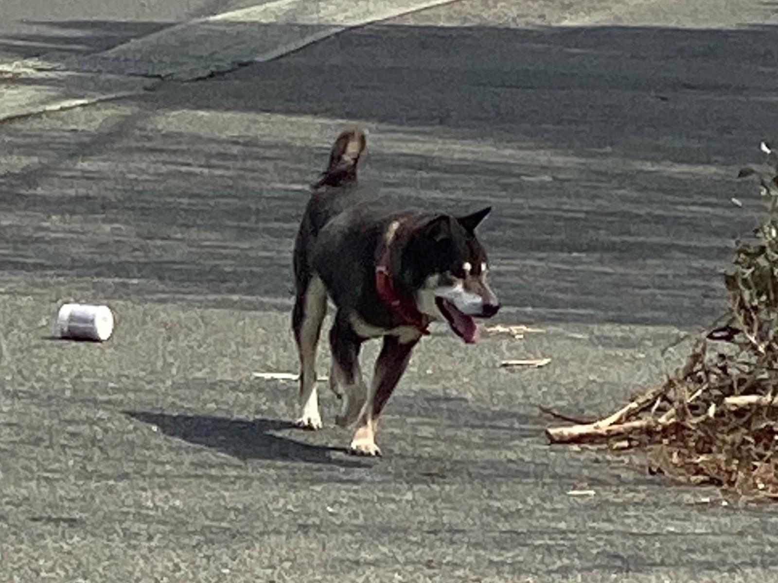 目撃された犬 目撃された犬