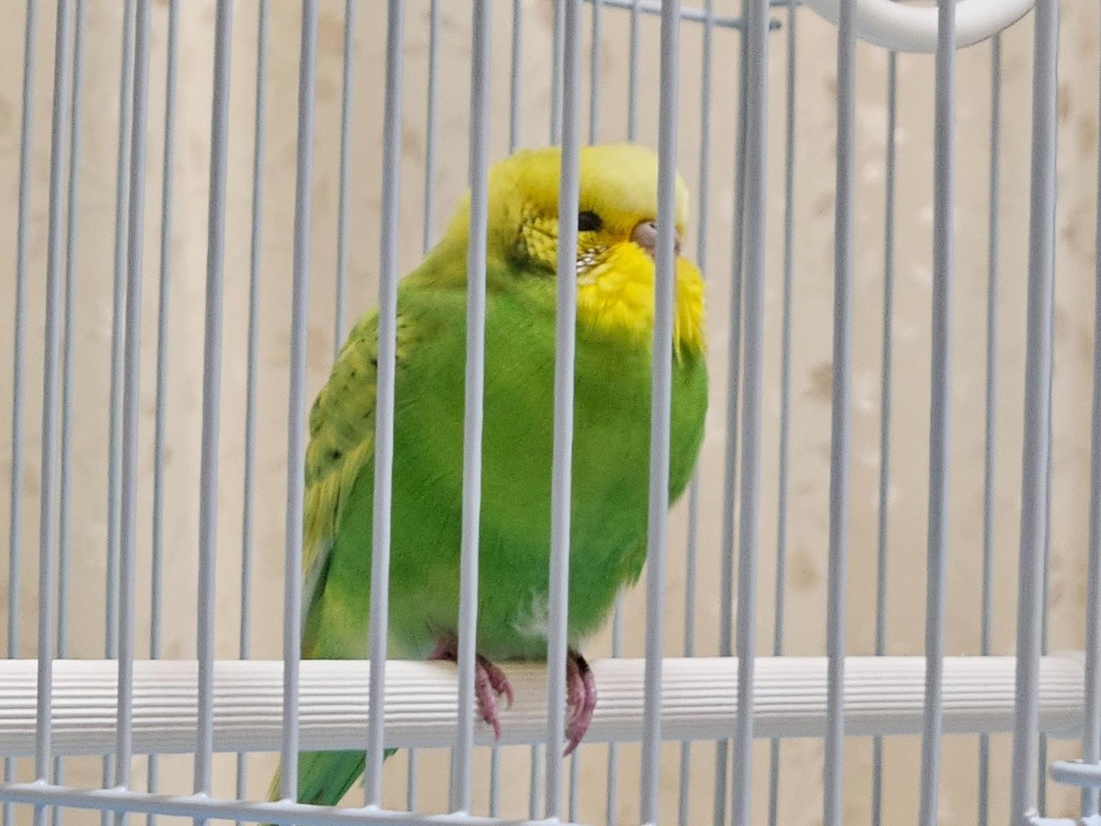 保護された鳥 保護された鳥