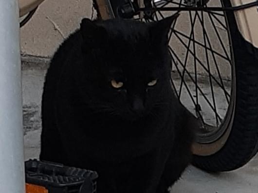 目撃された猫 目撃された猫