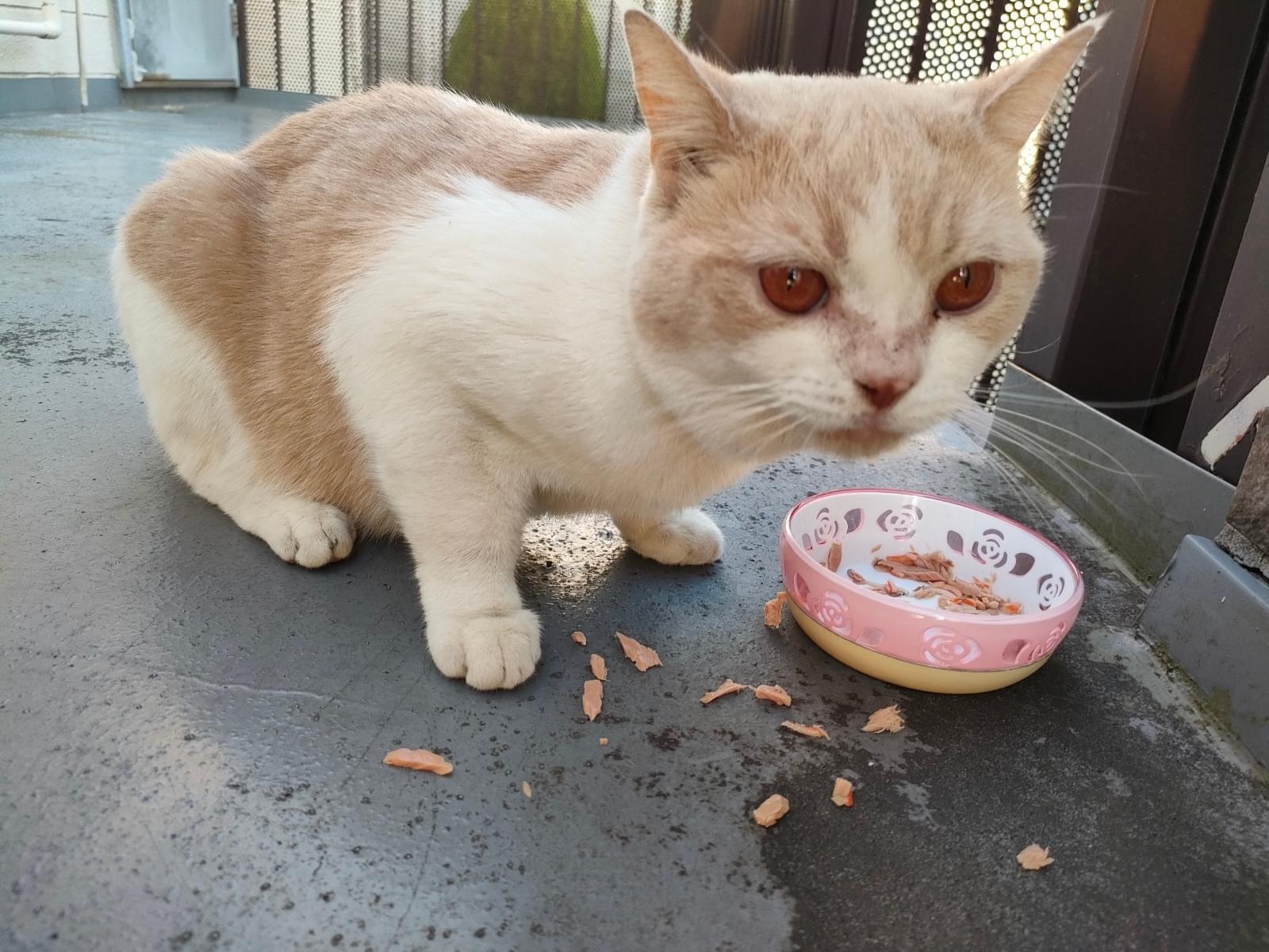 保護された猫 保護された猫