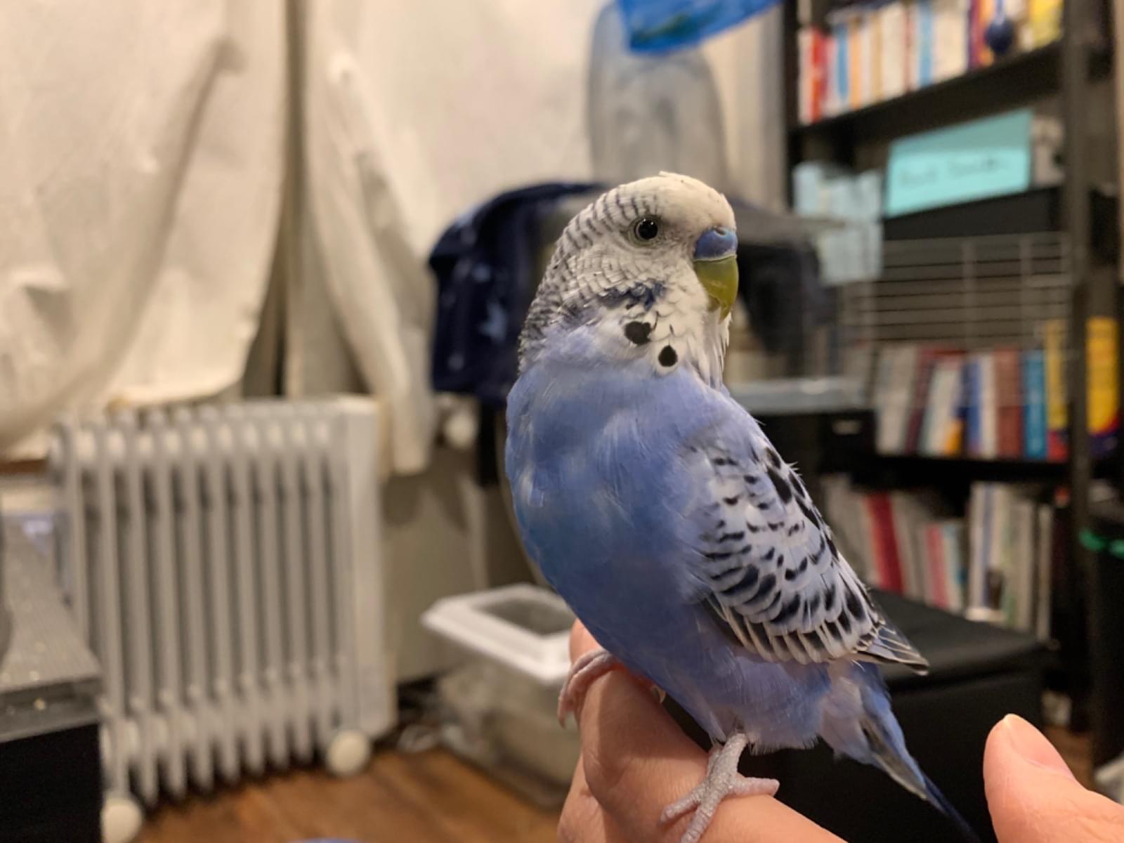 スノウちゃん スノウちゃん