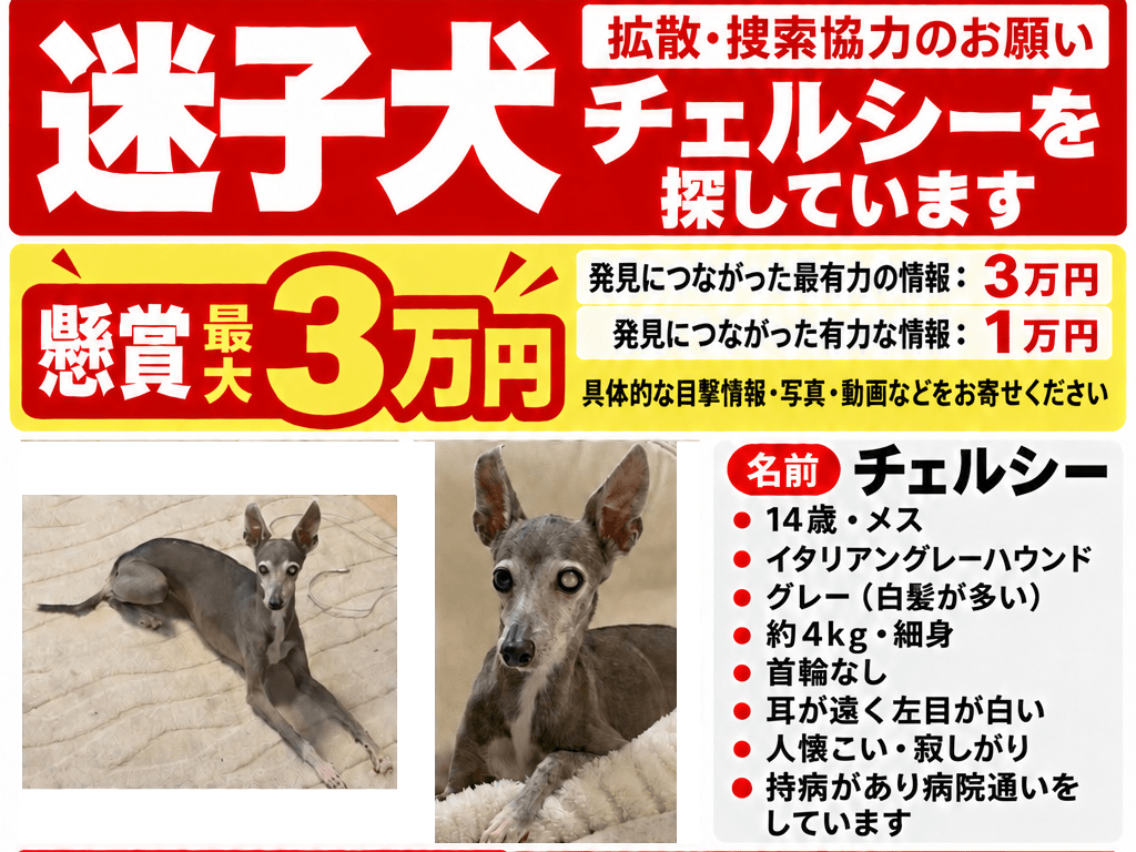 チェルシーちゃん