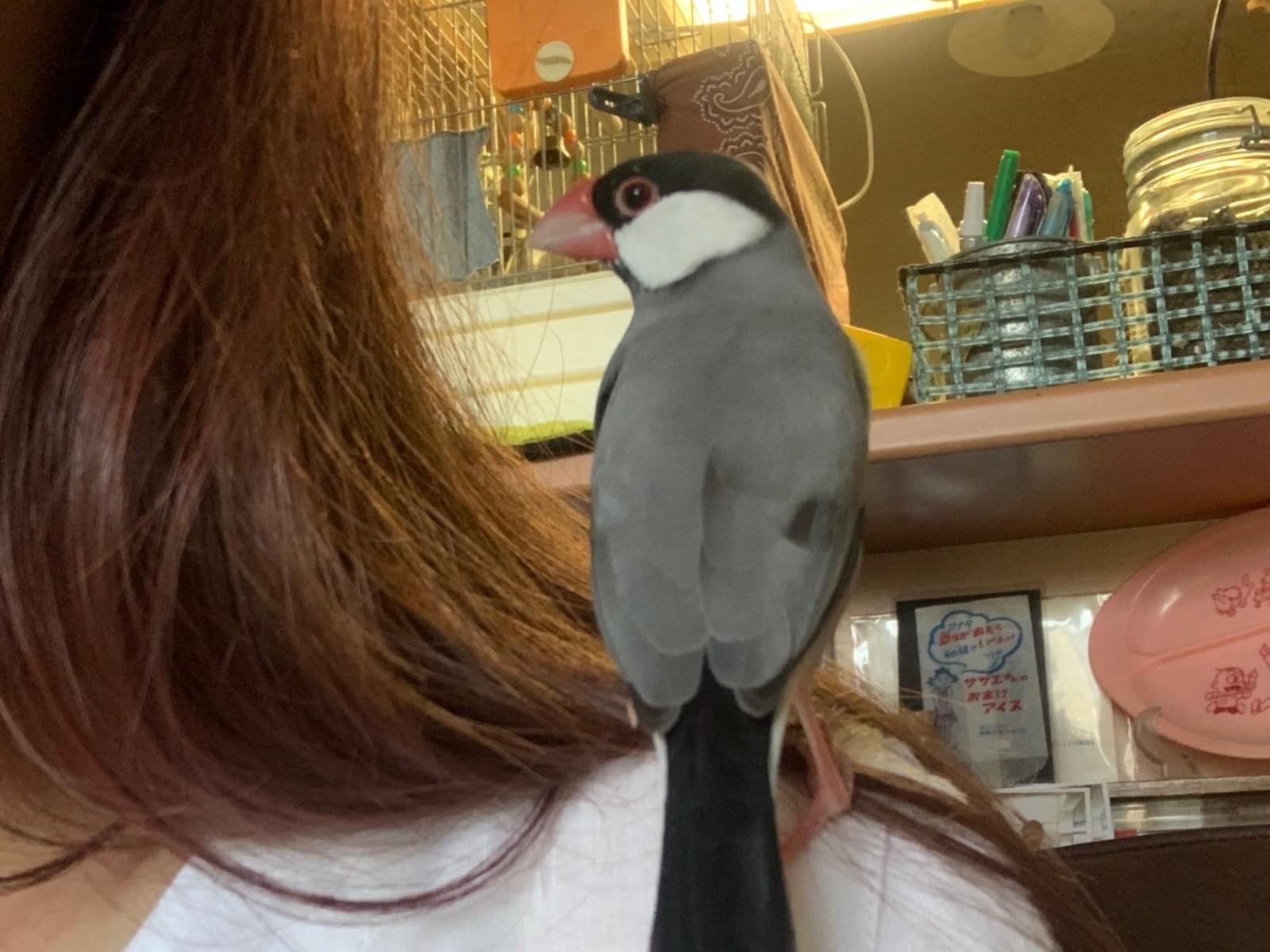 保護された鳥 保護された鳥