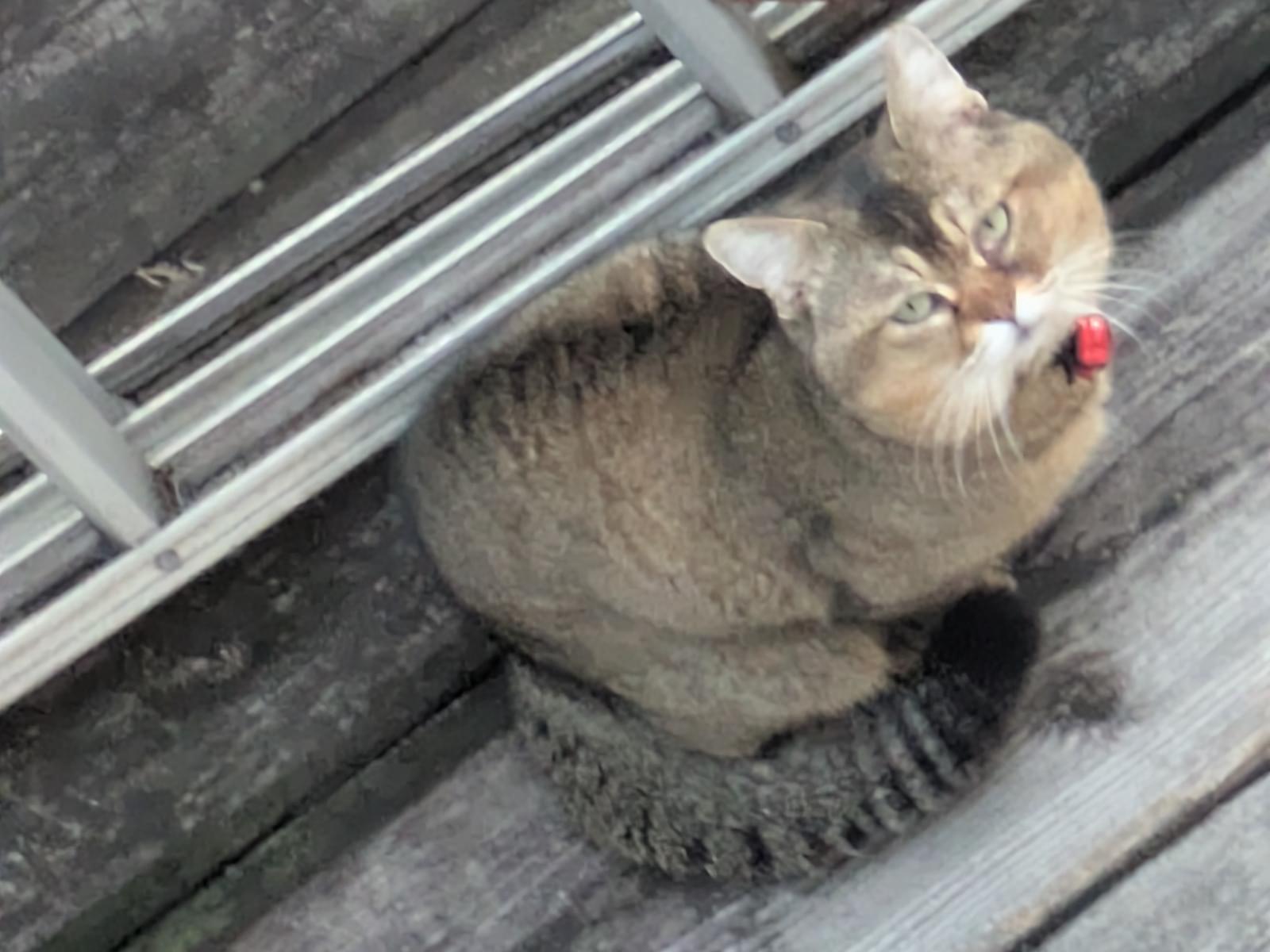 目撃された猫 目撃された猫