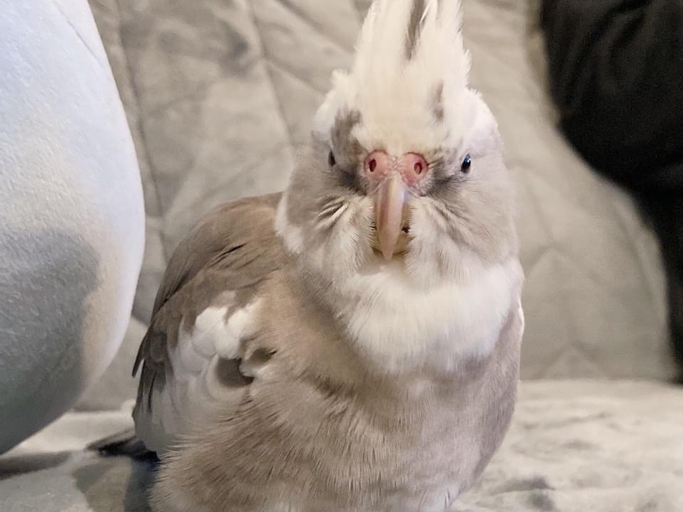 ねぎまちゃん ねぎまちゃん