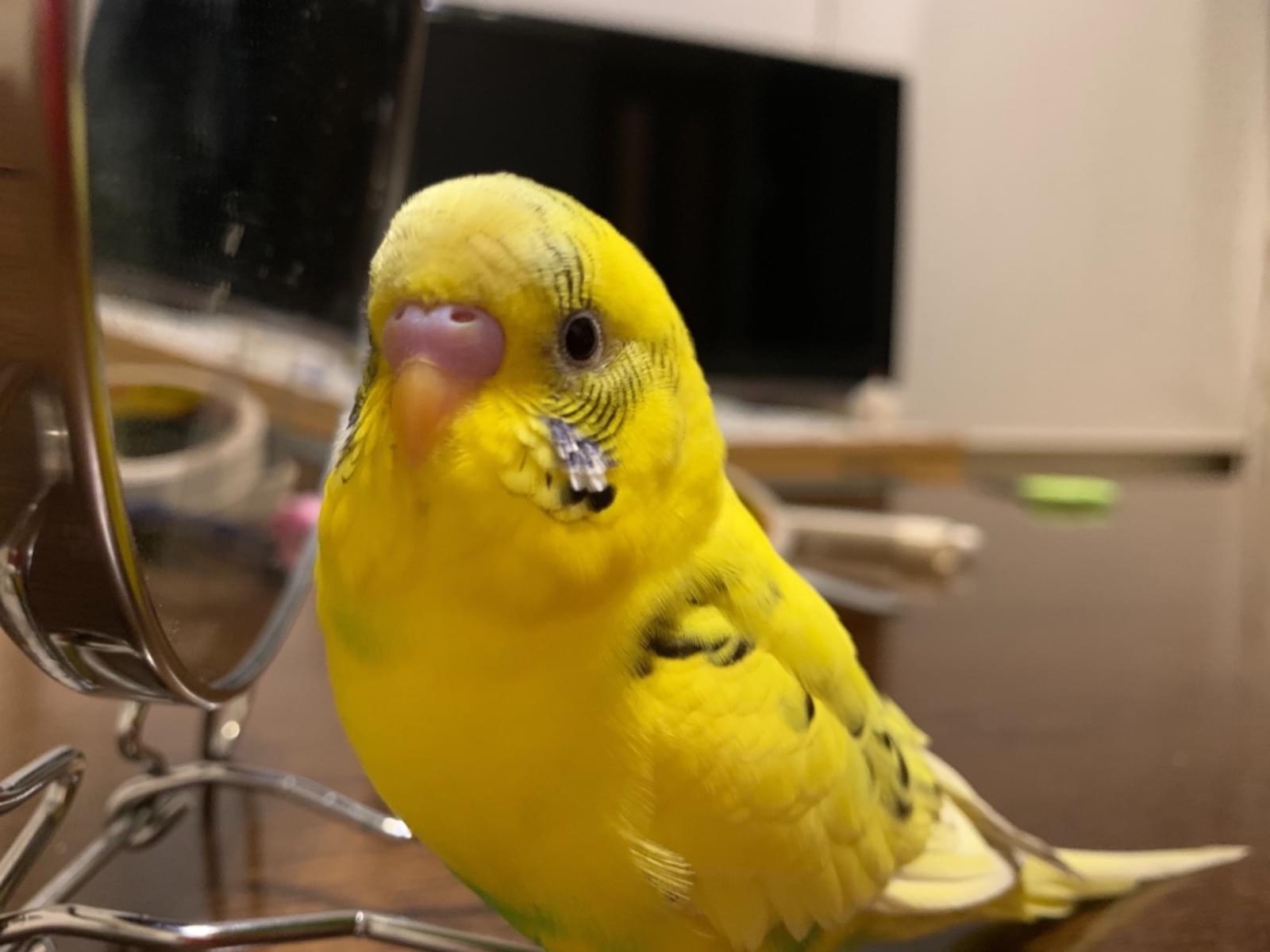 たまちゃん たまちゃん