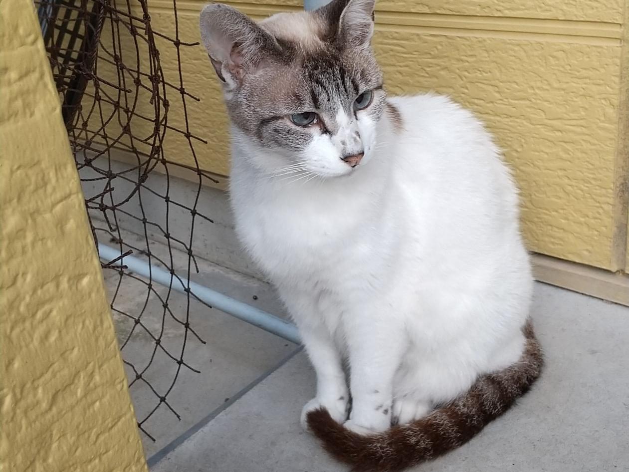 目撃された猫 目撃された猫