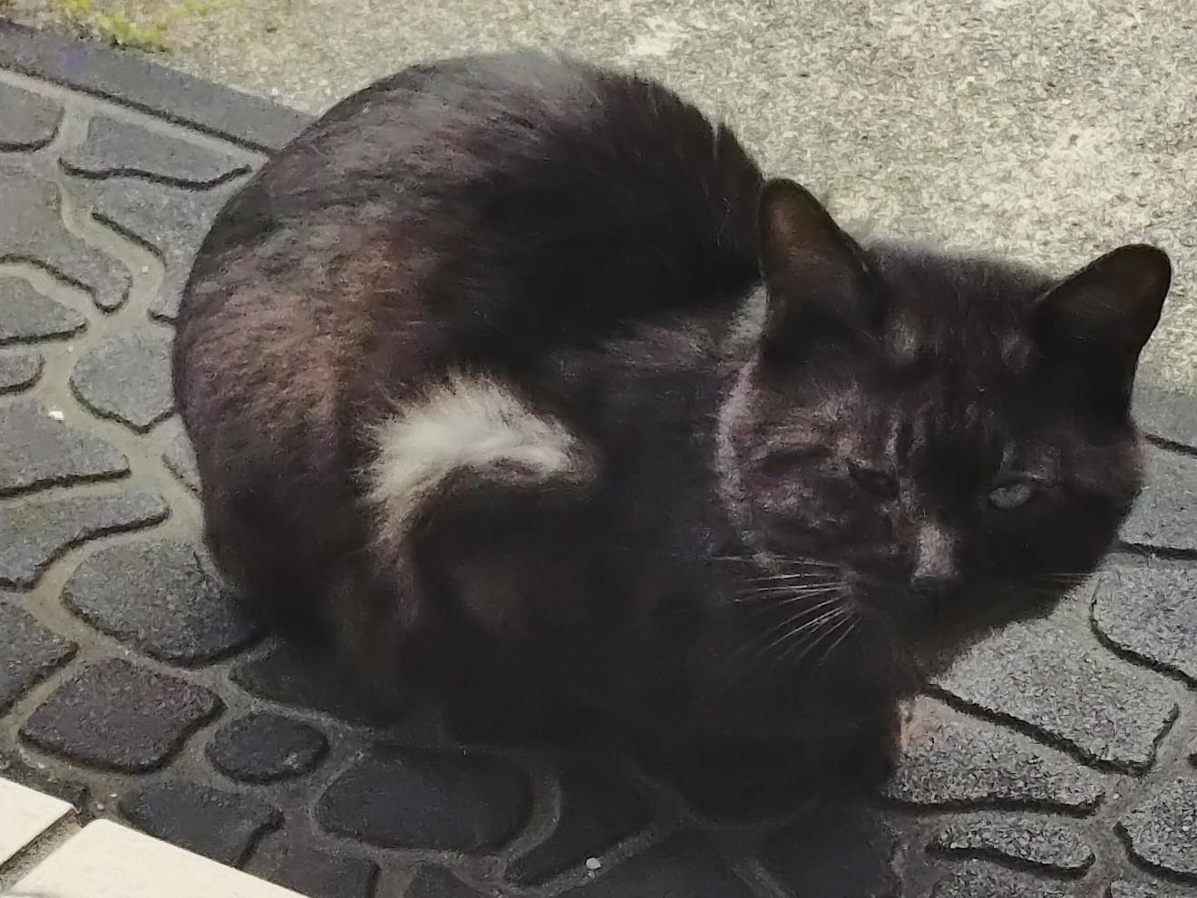 目撃された猫
