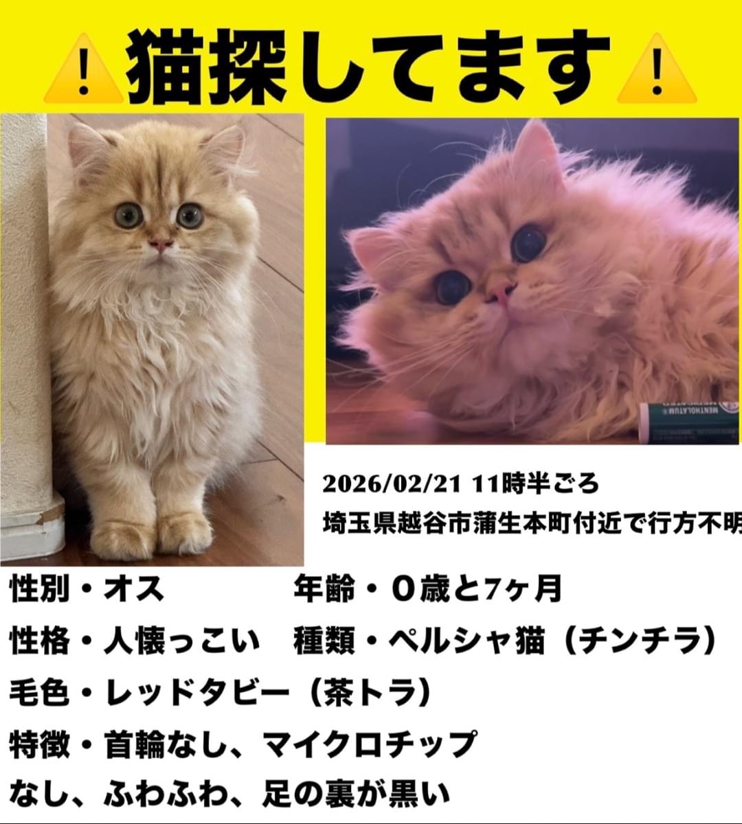 足の裏が黒い子猫を探しています