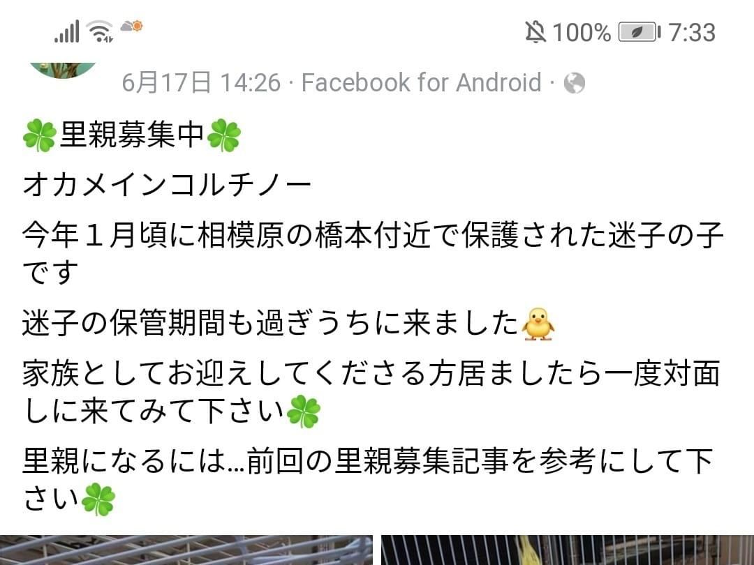 保護された鳥 保護された鳥