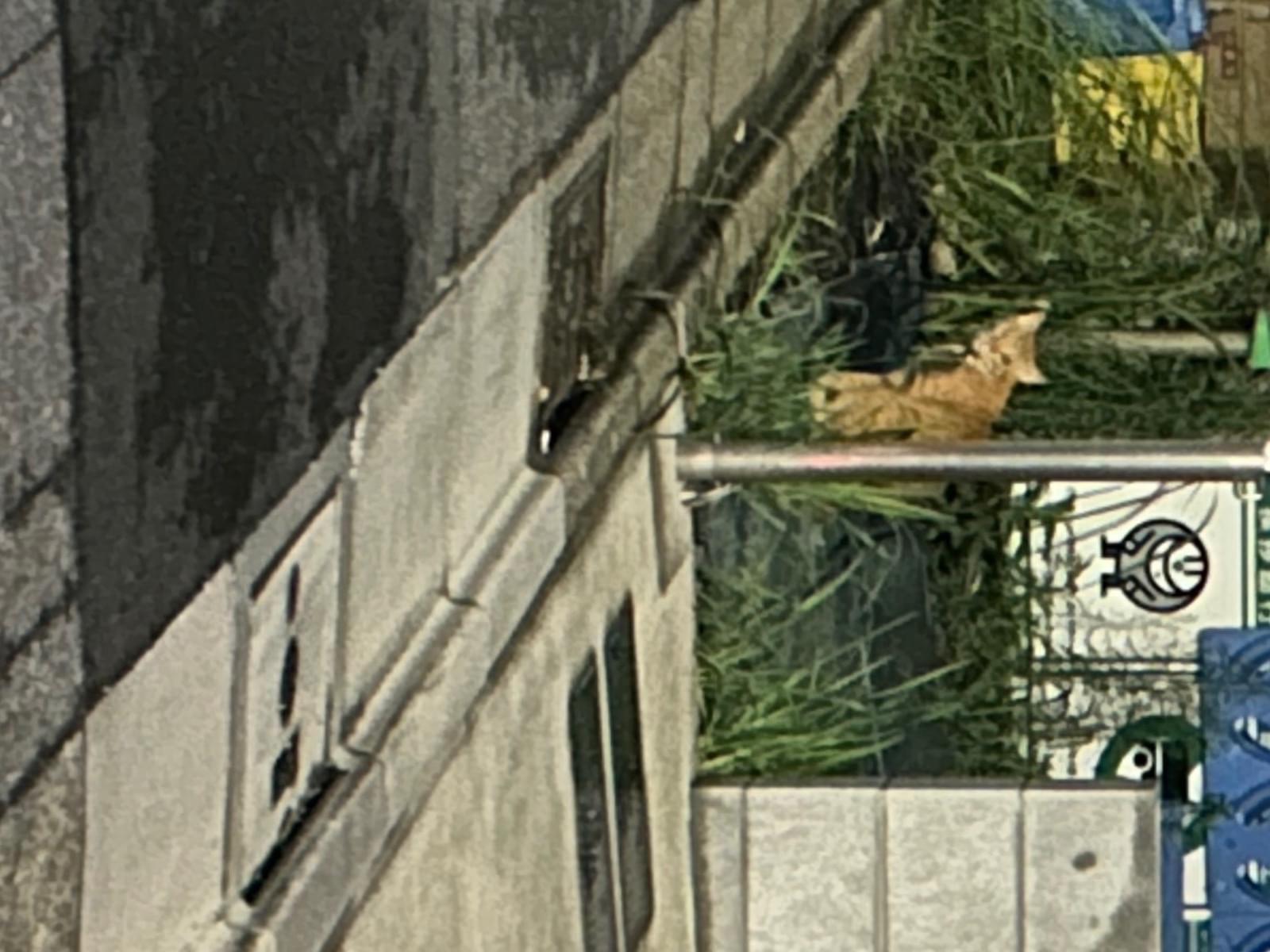 目撃された猫