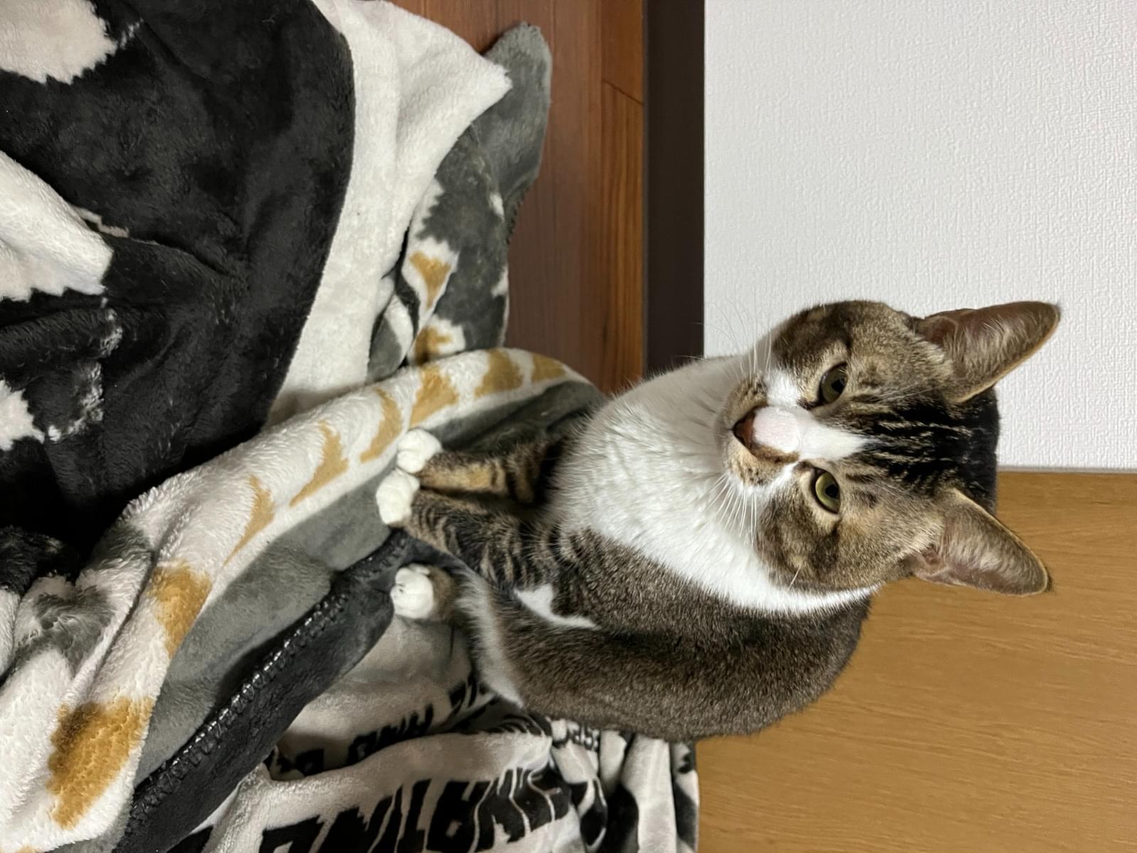 はぎちゃん はぎちゃん