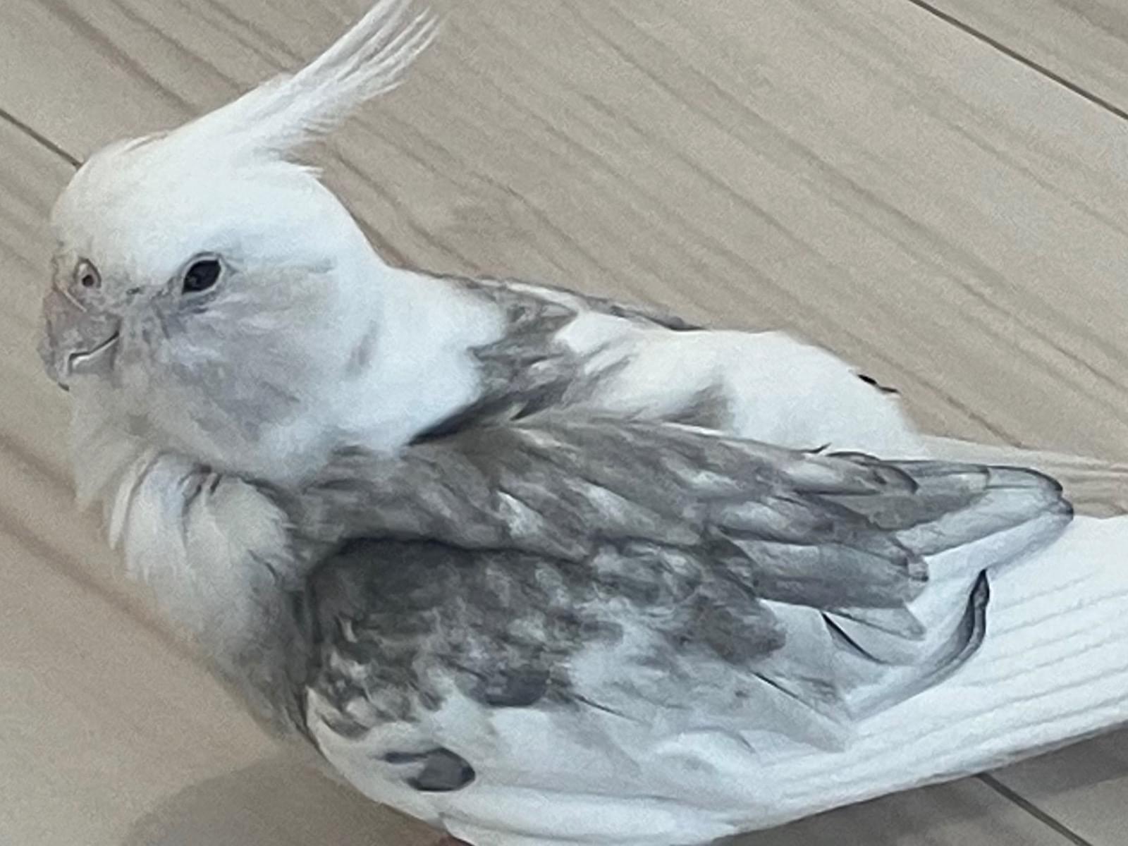 保護された鳥 保護された鳥