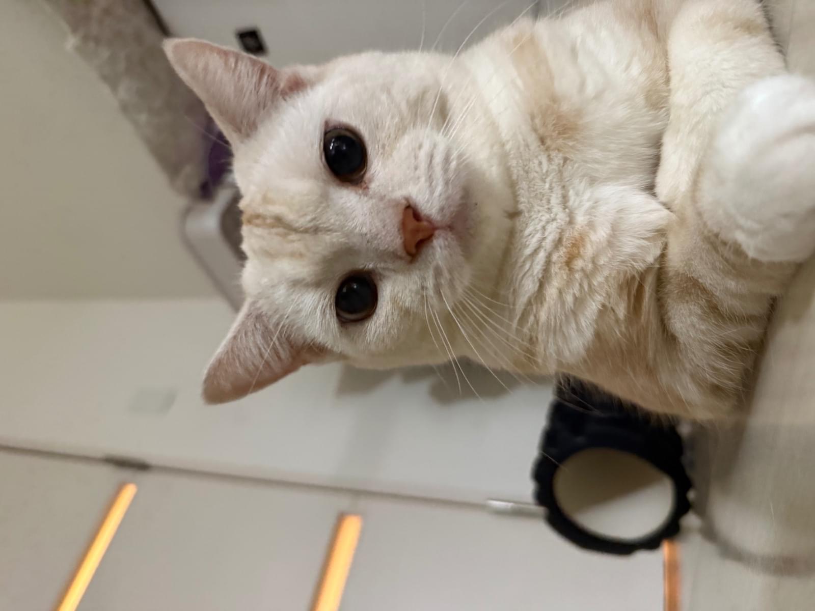 しらたまちゃん