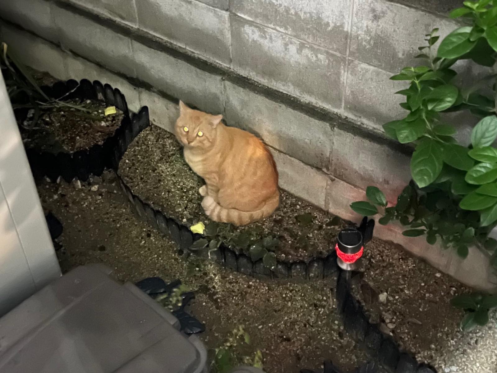 目撃された猫 目撃された猫