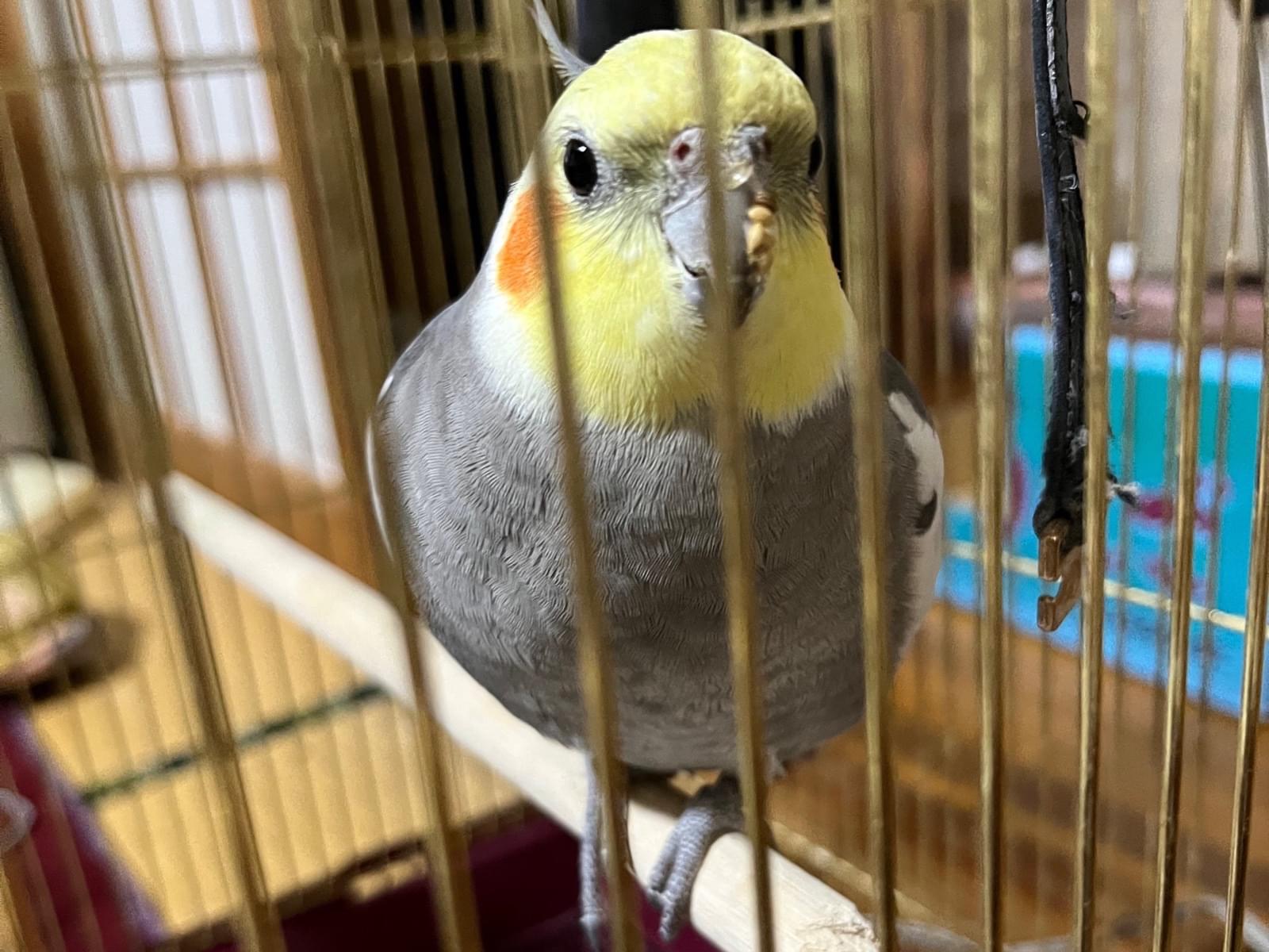 オリオンちゃん オリオンちゃん