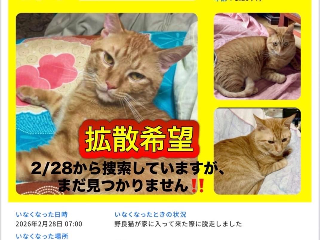 茶々丸ちゃん 茶々丸ちゃん