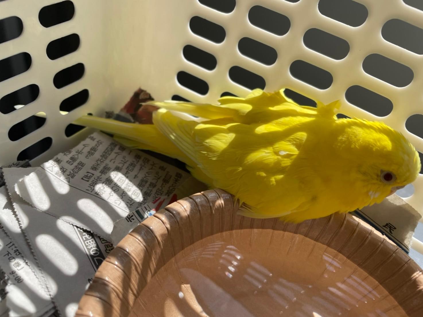 保護された鳥 保護された鳥