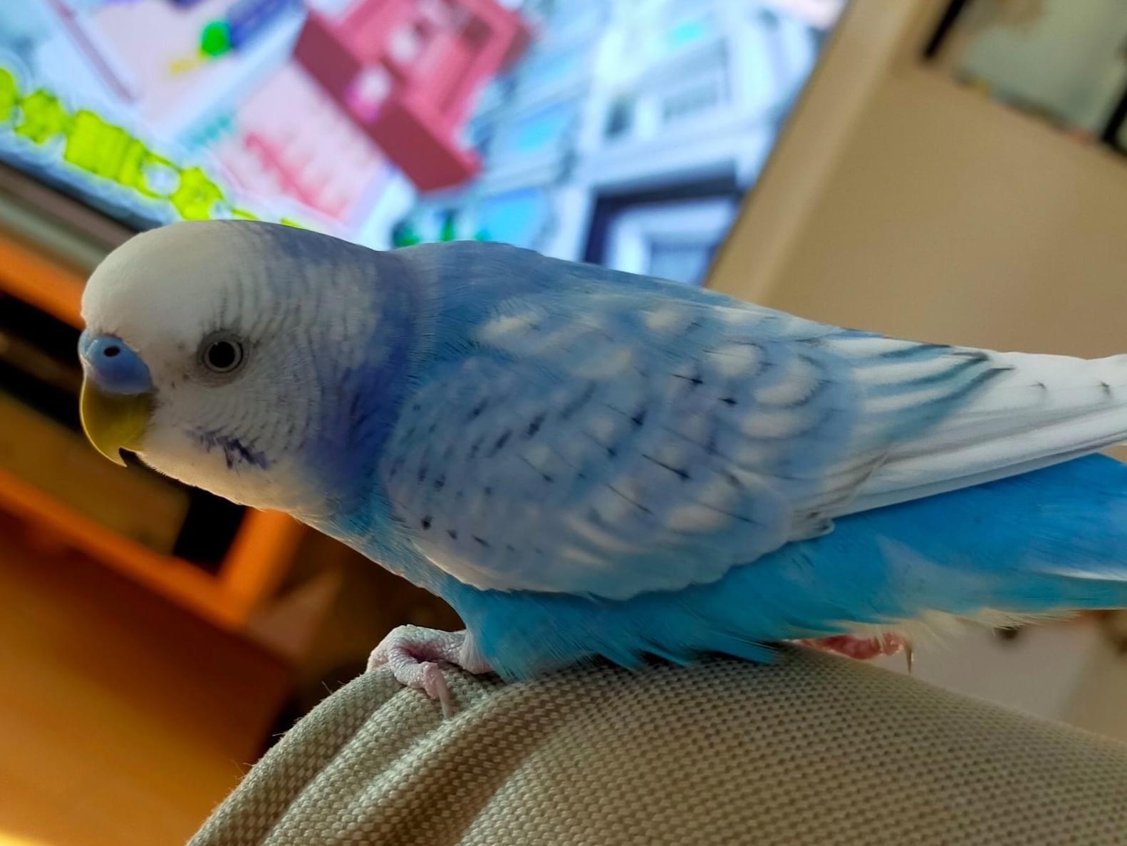 カイちゃん カイちゃん