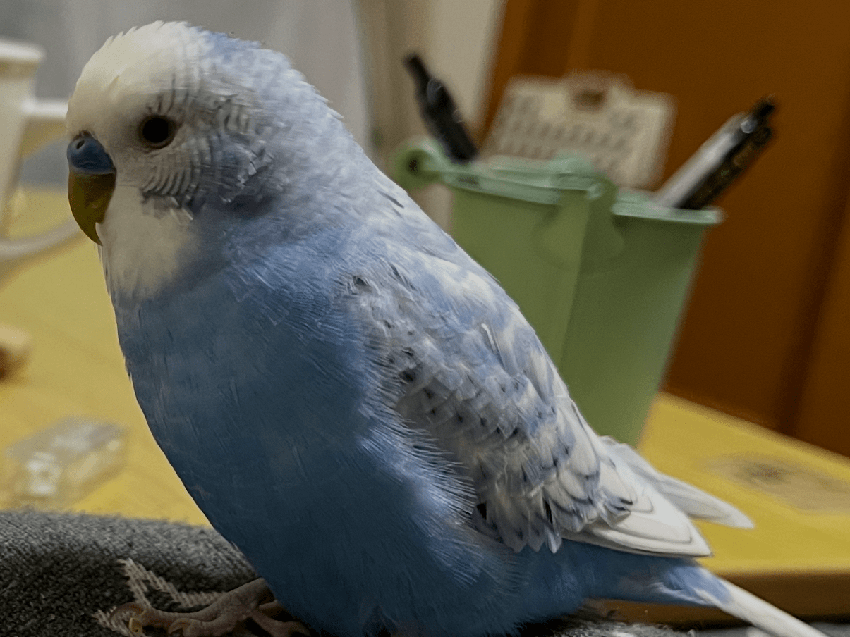 ボーちゃん ボーちゃん