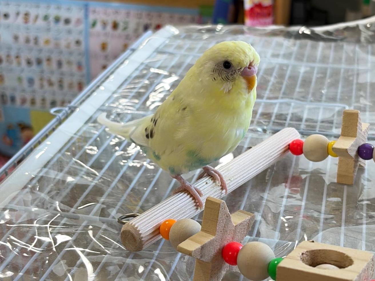 ふーやんちゃん ふーやんちゃん