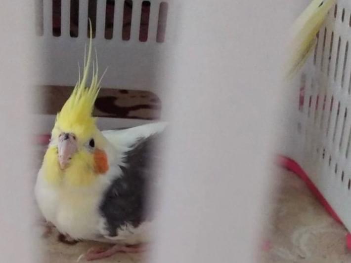 保護された鳥 保護された鳥