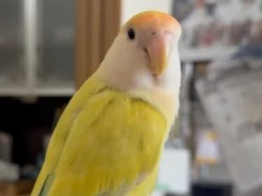 りんちゃん りんちゃん