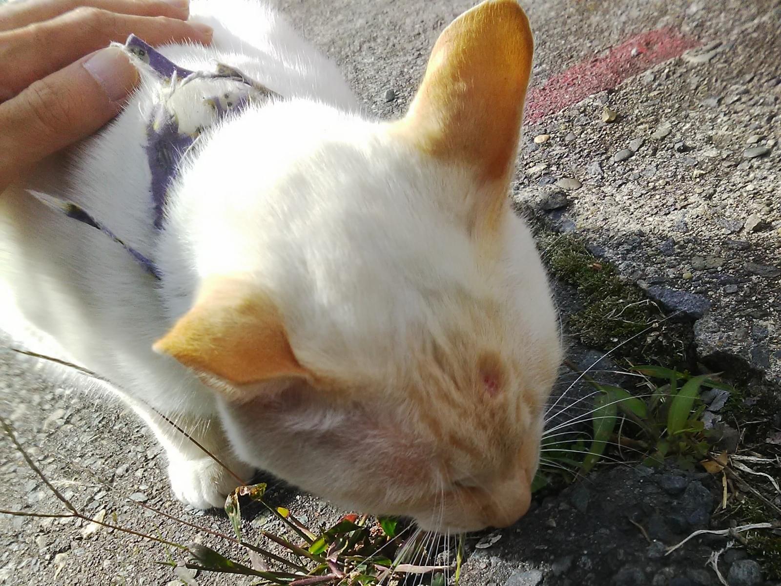 目撃された猫 目撃された猫