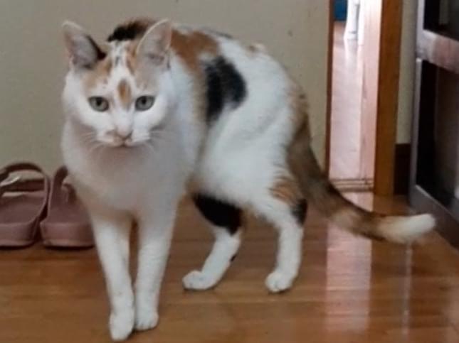 さくらちゃん さくらちゃん