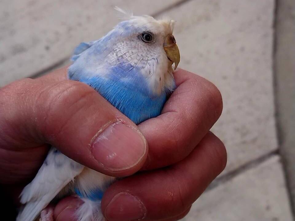 保護された鳥 保護された鳥